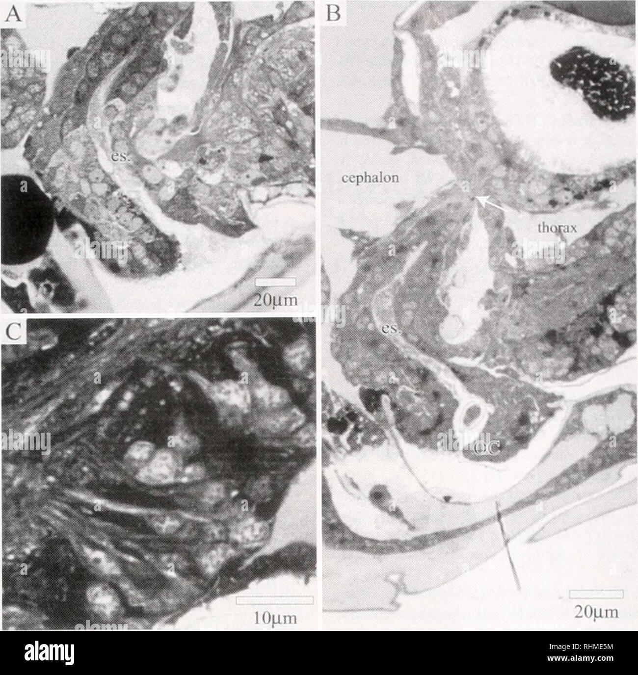 . The Biological bulletin. Biology; Zoology; Biology; Marine Biology. CYPRID NEUROANATOMY 157. 20|am Figure 12. Light micrographs showing possible innervation of the esophagus and gut. (A-B) The esophagus of the cyprid opens on the ventral surface through the oral cone (consisting of vestigial mouthpart appendages). In these sections the esophagus appears to be closed in the region where it passes between the cephalon and thorax. Nerve roots arising from the anterior ganglionic divisions can be traced along the length of the esophagus and extend toward the gut (arrows). Innervation of mouthpar Stock Photo