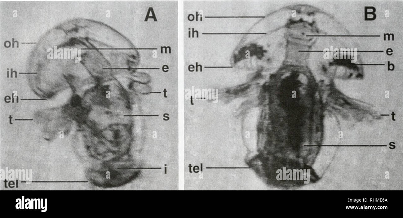 . The Biological bulletin. Biology; Zoology; Biology; Marine Biology. 154 R R. STRATHMANN AND Q. BONE. Figure 1. Actinotrochas of Phoronopsis viridis at the 12-tentacle stage in left and slightly dorsal view (Al and the 14-tentacle stage in ventral view (B). Labeled parts are mass of red blood cells (b). esophagus (e), edge of the oral hood (eh), intestine (i). inner wall of the oral hood (ih), mouth (m), outer wall of the oral hood (oh), stomach (s), tentacles (t), and telotroch (tel). The blood cells form paired masses in the hood and collar of the larvae at the 14-tentacle stage, and in Fig Stock Photo