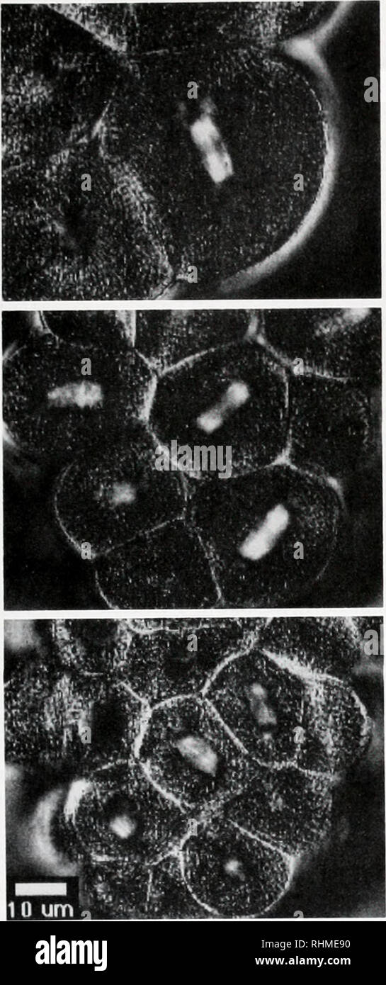 . The Biological bulletin. Biology; Zoology; Biology; Marine Biology. CELL DIVISION, CELL MOTILITV. AND DEVELOPMENT 241. Figure 1. Sequential computed images of a compressed Lytechinus variegatus :vgote at S-, 16-. and 32-cell stages. All spindles in side view, regardless of orientation, show up as while areas of/ugh birefringence. The metaphasc plate coincides with the plane of cytokinesis. These images were generated using Oldenbourg's newpol-scope (5). Four images were taken at different compensator angles: from ihese a computed image with a pixel brightness proportional to the sample biref Stock Photo