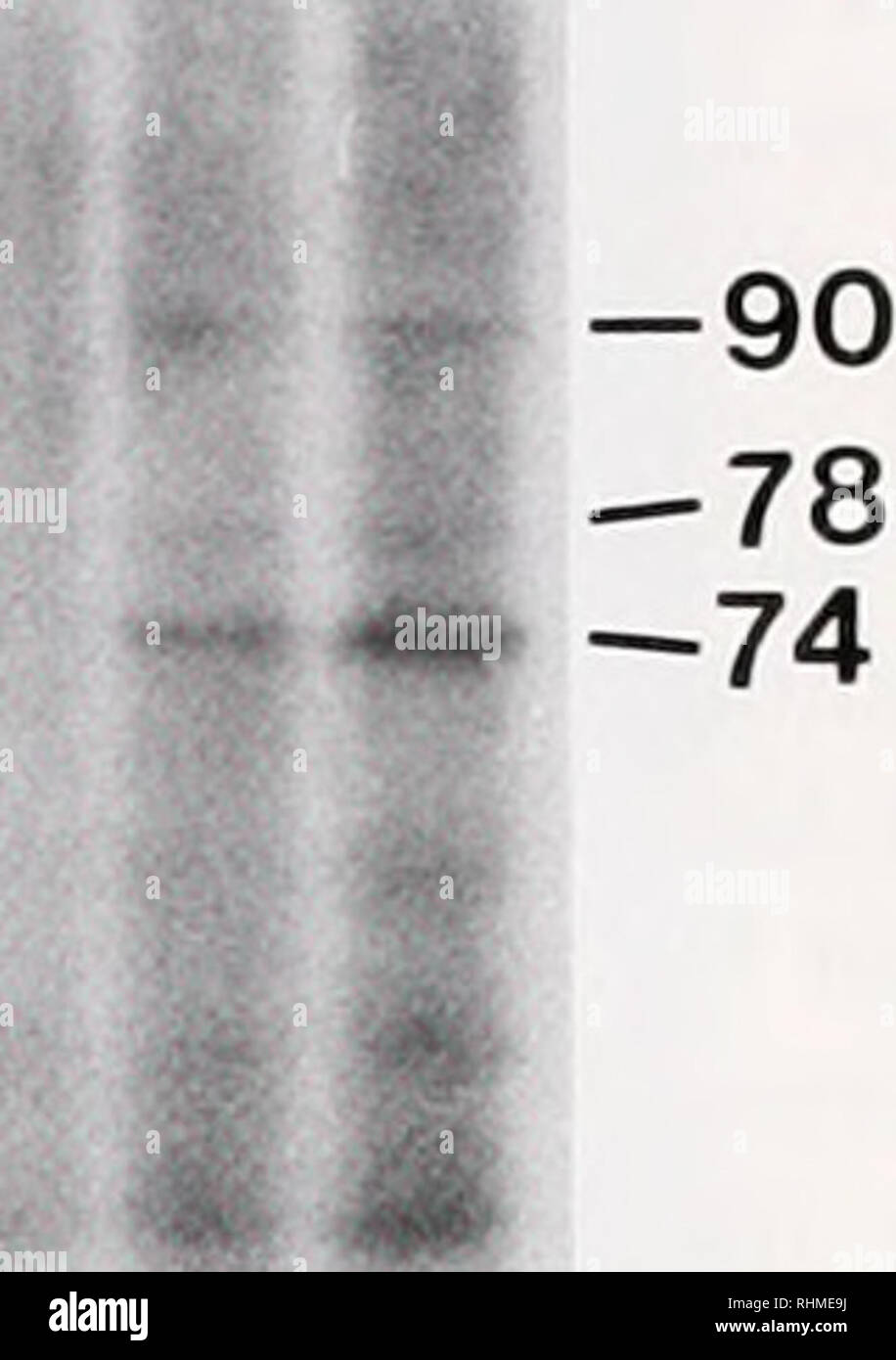 . The Biological bulletin. Biology; Zoology; Biology; Marine Biology. -74 - * * -33. -28 •27 f^rilMh ^^fe ^^ife Figure 1. Autoradiograms showing proteins synthesized by Montastraea faveolata after exposure to various temperatures. (A) Synthesis after 1 week at 31 °C or 2 h at 34°C compared to controls (28°C). The positions of hsps produced at approximately 95, 90, 78, 74. and 33 kDa are indicated. (B &amp; C) Synthesis after 2 h at 33° or 35°C compared to controls (22°C). The positions of hsps produced at approximately 74, 28. and 27 kDa (B) and 90. 78. and 74 kDa (C) are indicated. Each lane  Stock Photo