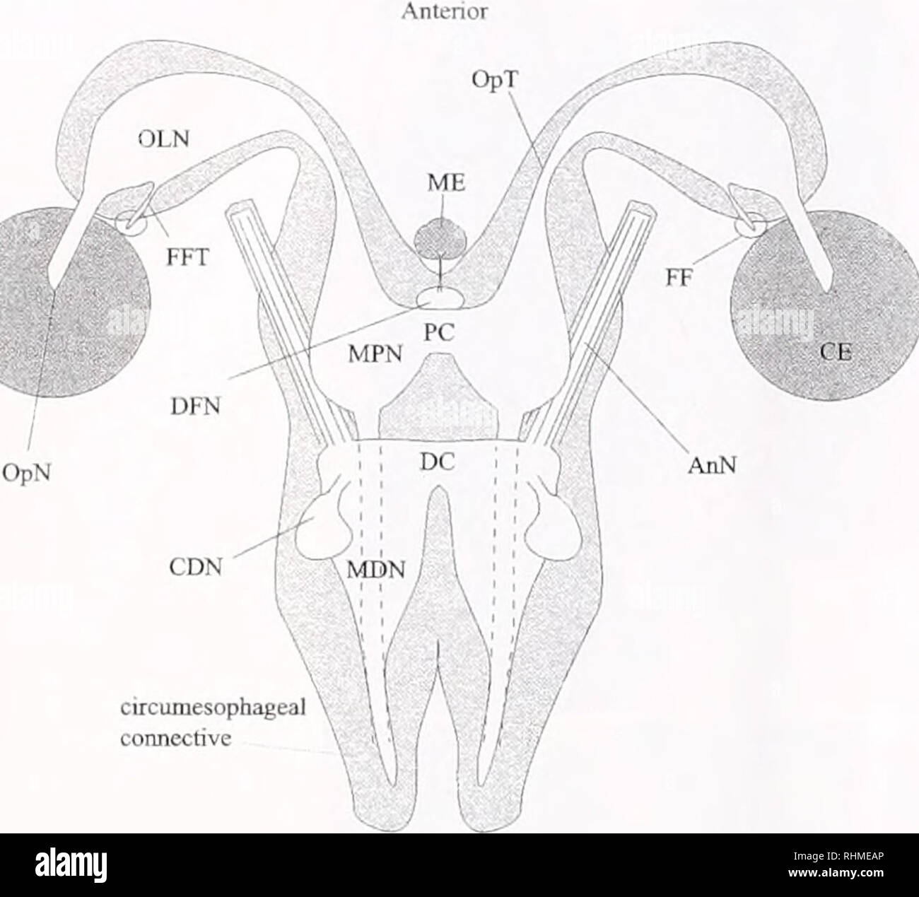 Neuro Pilon . The Biological bulletin. Biology; Zoology; Biology; Marine Biology ...