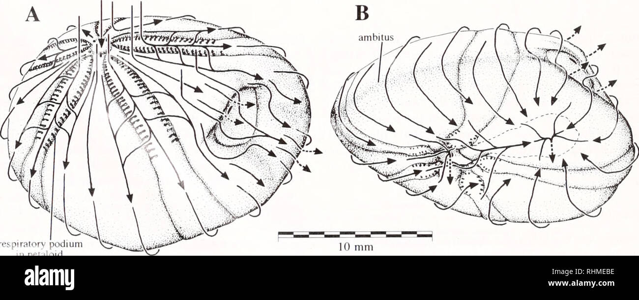 . The Biological bulletin. Biology; Zoology; Biology; Marine Biology. 216 M. TELFORD AND R, MOOI Ciliary currents Currents generated by the ciliary bands on the spines flow between the spine shafts in a pattern common to all the specimens observed (Fig. 4). Fresh seawater can enter the spaces between the spines anywhere except places at which flow leaves the test, but the primary entry points of ambient water seem to be at the center of the aboral surface (Fig. 4A). Centrifugal flow then continues down- ward towards the periphery of the test (ambitus). Cur- rents flowing down the centers of th Stock Photo