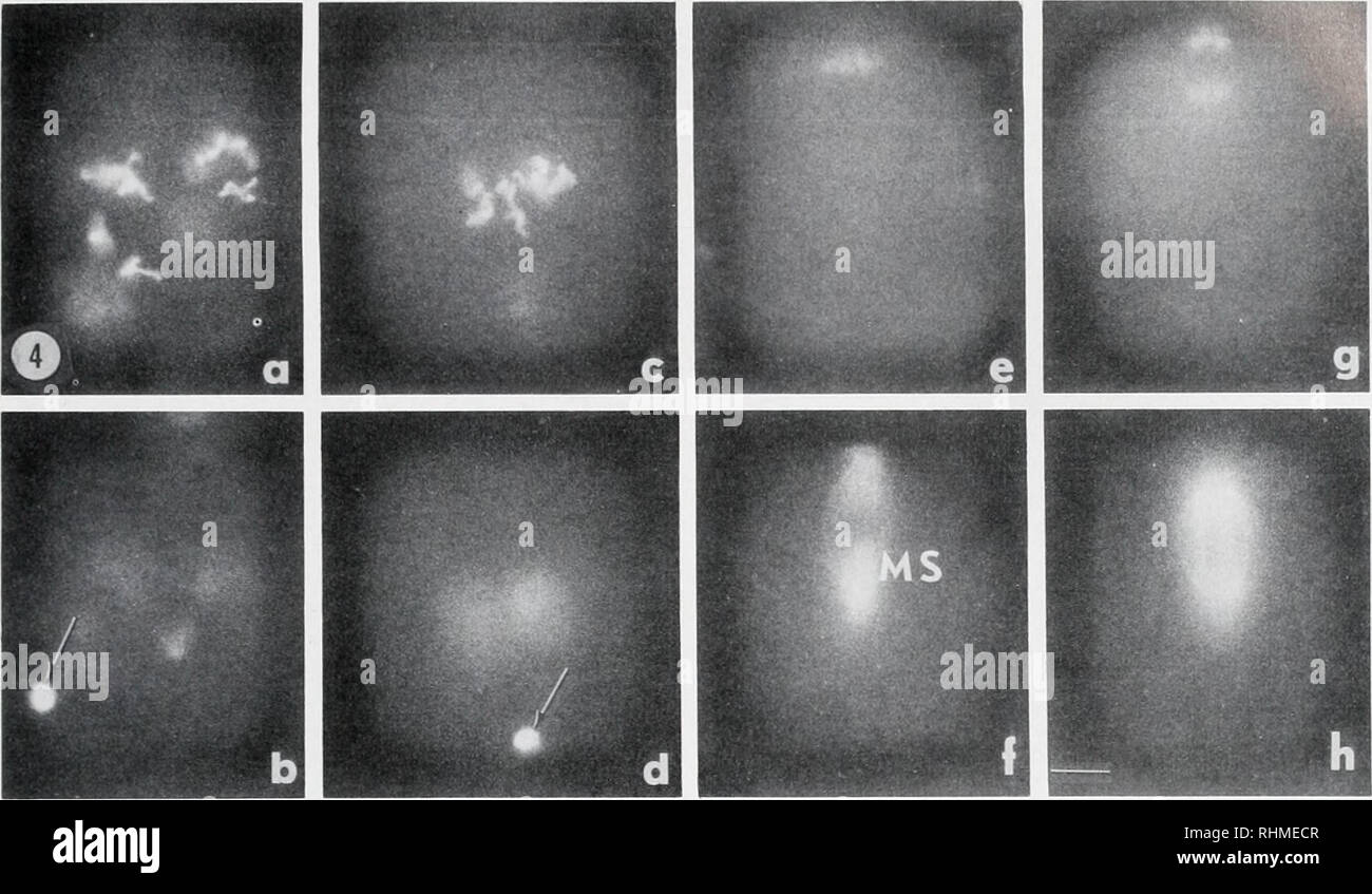 The Biological Bulletin Biology Zoology Biology Marine Biology Fertilization Processes In Oyster Eggs 1 Figure 4 Condensation Of Tetrads And Their Localization Within The Egg During Metaphase And Anaphase I Progressive The Biological Bulletin Biology Zoology Biology Marine Biology Fertilization Processes In Oyster Eggs 1 Figure 4 Condensation Of Tetrads And Their Localization Within The Egg During Metaphase And Anaphase I Progressive