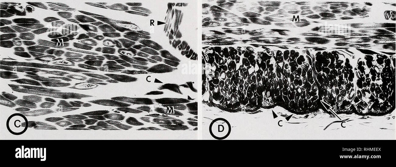 . The Biological bulletin. Biology; Zoology; Biology; Marine Biology. Figure 4. Light micrographs of cross sections taken through the width of the mantle of Bathypolypus arcliais. The epidermis, which consists of an epithelium underlain with a thin layer of dispersed collagen fibers, has been removed. (Micrograph A) The mantle consists of two primary layers of muscle bundles of about equal width. These layers are separated by a space that contains blood vessels (oval structure in the center) (magnification = 62X). (Micrograph B) The outer surface of the mantle consists of small bundles of long Stock Photo