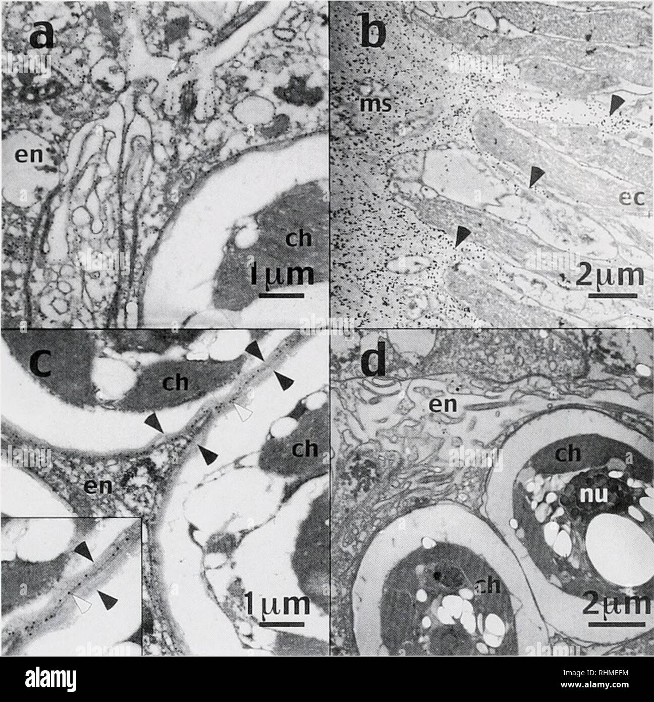 . The Biological bulletin. Biology; Zoology; Biology; Marine Biology. ORIGIN OF THE SYMB1OSOME MEMBRANE 13:. Figure 3. Labeling of host membranes in plastic-embedded tissues of symbiotic Aiptasiti pallida treated with G12 antibody and visualized with immunogold particles, (al General labeling of host cell membranes in standard aldehyde-fixed and dehydrated A. pullula, embedded in LR White (G12 visualized with protein A-15-nm gold particles), (b) Extension of labeled mesoglea (arrowheads) into unlabeled ectoderm in freeze- substituted A. pallida, embedded in Lowicryl (G12 localization visualize Stock Photo