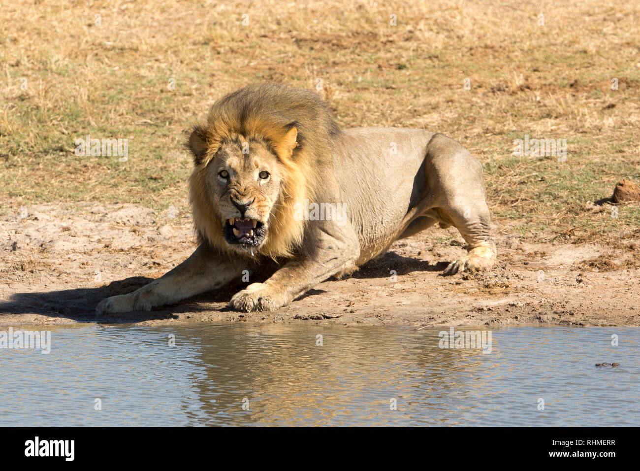 Growling Lion Stock Photo