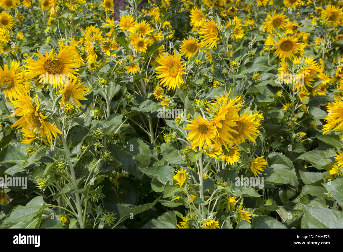 June bloom hires stock photography and images Alamy