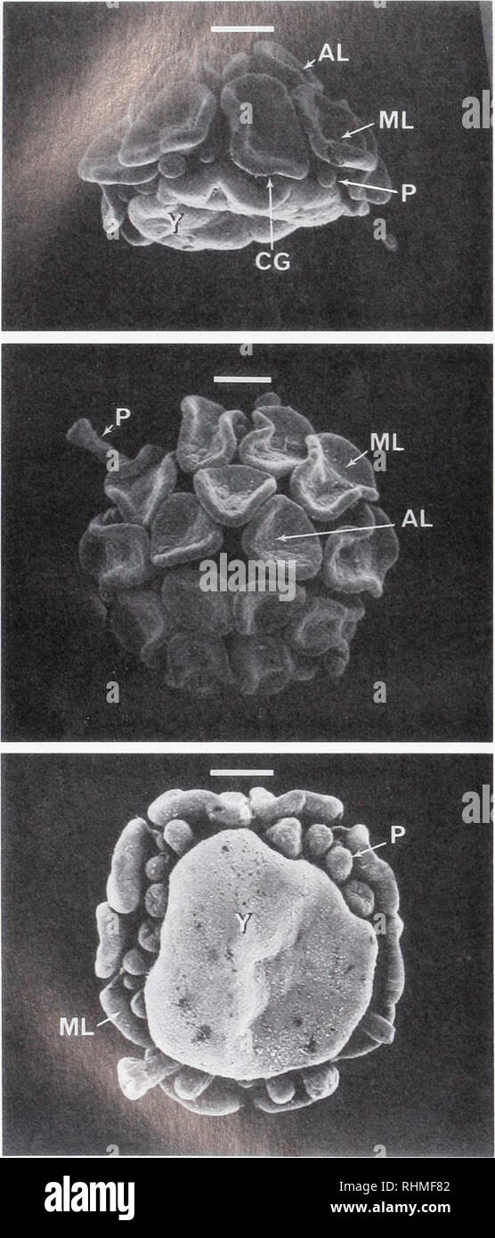 . The Biological bulletin. Biology; Zoology; Biology; Marine Biology. 182 L. R. MCEDWARD. taneously with the splitting of the five marginal bulges to yield ten marginal lobes, an additional five lobes formed at the aboral pole of the juvenile (Fig. 5B). At this stage, the juvenile consisted of an oral yolk plate directed to- wards the substratum, a ring of podia located on the oral surface of the disk (Fig. 5C), and a developing disk with 15 convoluted lobes on the aboral surface (10 marginal and 5 aboral) (Fig. 5A). The aboral lobes developed differently in animals from Vancouver Island compa Stock Photo