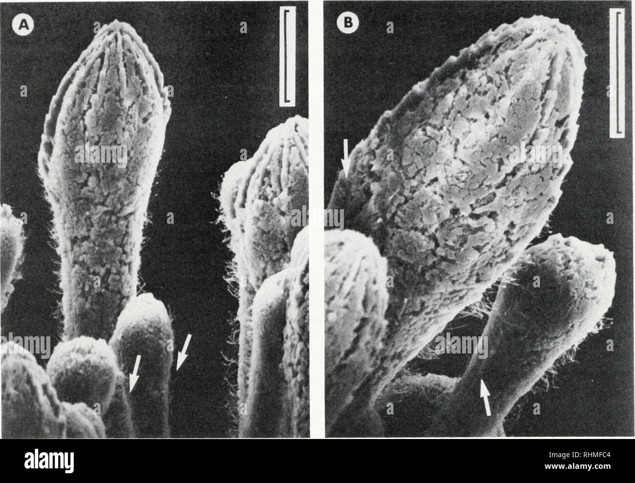 . The Biological bulletin. Biology; Zoology; Biology; Marine Biology. 578 O. ELLERS AND M. TELFORD. FIGURE 3. SEM micrographs of aboral miliary and club-shaped spines. Ciliary bands on some spines are clearly visible, arrows indicate those that are less conspicuous. Scale bar: 100 ^m. A) Two diametrically opposed bands on club-shaped spine; B) more oblique view of another club-shaped spine and bands of cilia on a miliary spine. flowed perpendicularly to the orientation of the ciliary bands, they were unidirectional and we never saw reversals of flow. Between spines on the aboral surface, parti Stock Photo