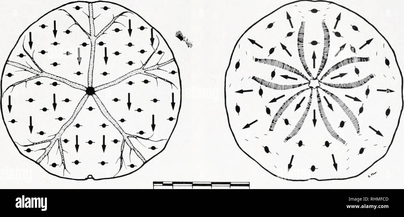 . The Biological bulletin. Biology; Zoology; Biology; Marine Biology. COLLECTION OF FOOD BY E. PARMA 577 ORAL ABORAL. 50 mm FIGURE 1. Ciliary currents and spine orientation on A) aboral and B) oral surface of Echinarachnius parma. Spines are shown as diagrammatic cross sections, circles (locomotory), and ovals (club shaped), with cilia at right angles to shaft. Orientation of the expanded tips of club-shaped spines is not constant but cilia on them are always arranged at right angles to lines radiating from the apex. Oral surface ciliary currents flow from anterior to posterior. such a line. T Stock Photo