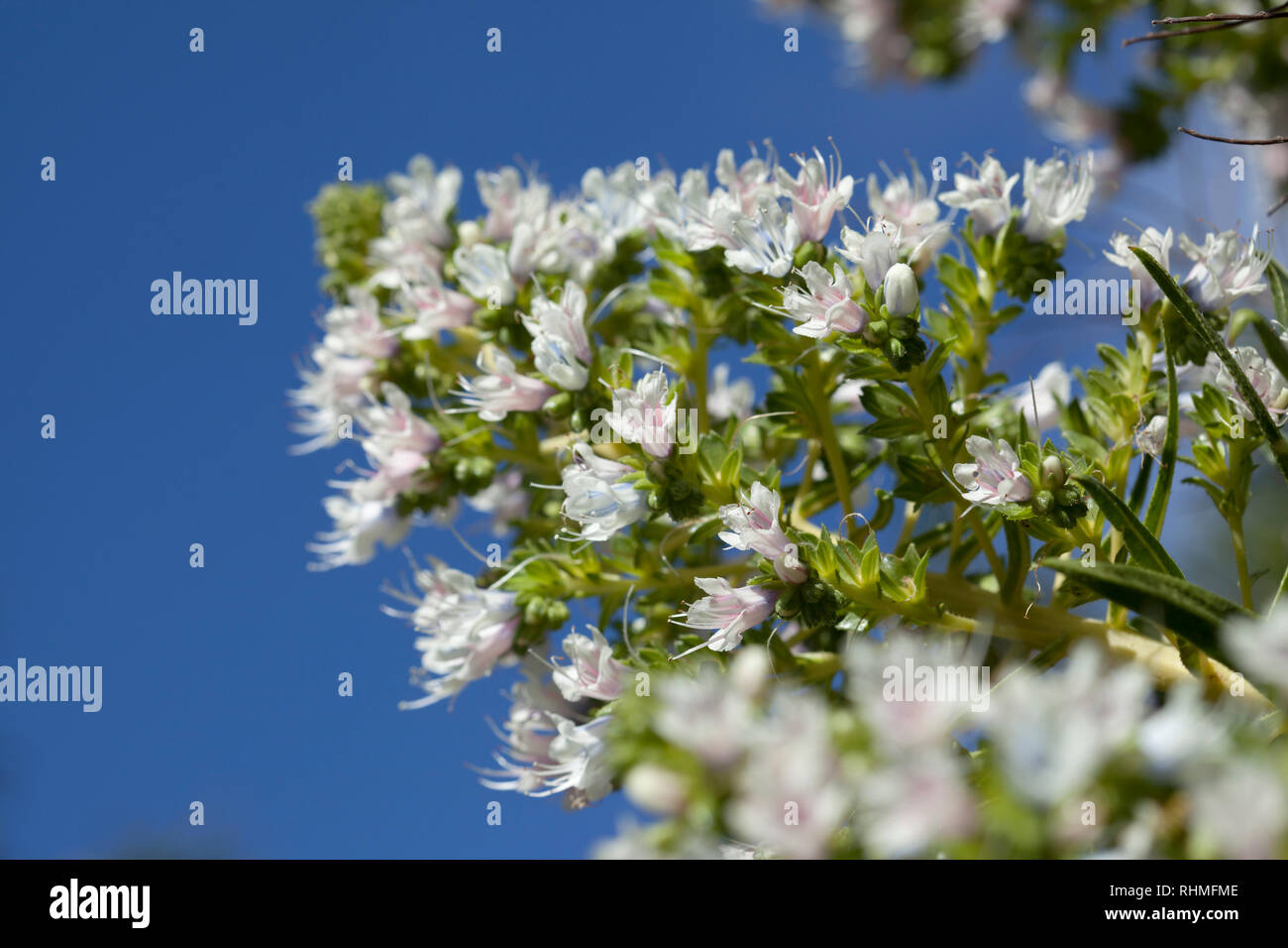 Flora of Gran Canaria, Echium decaisnei flowering Stock Photo