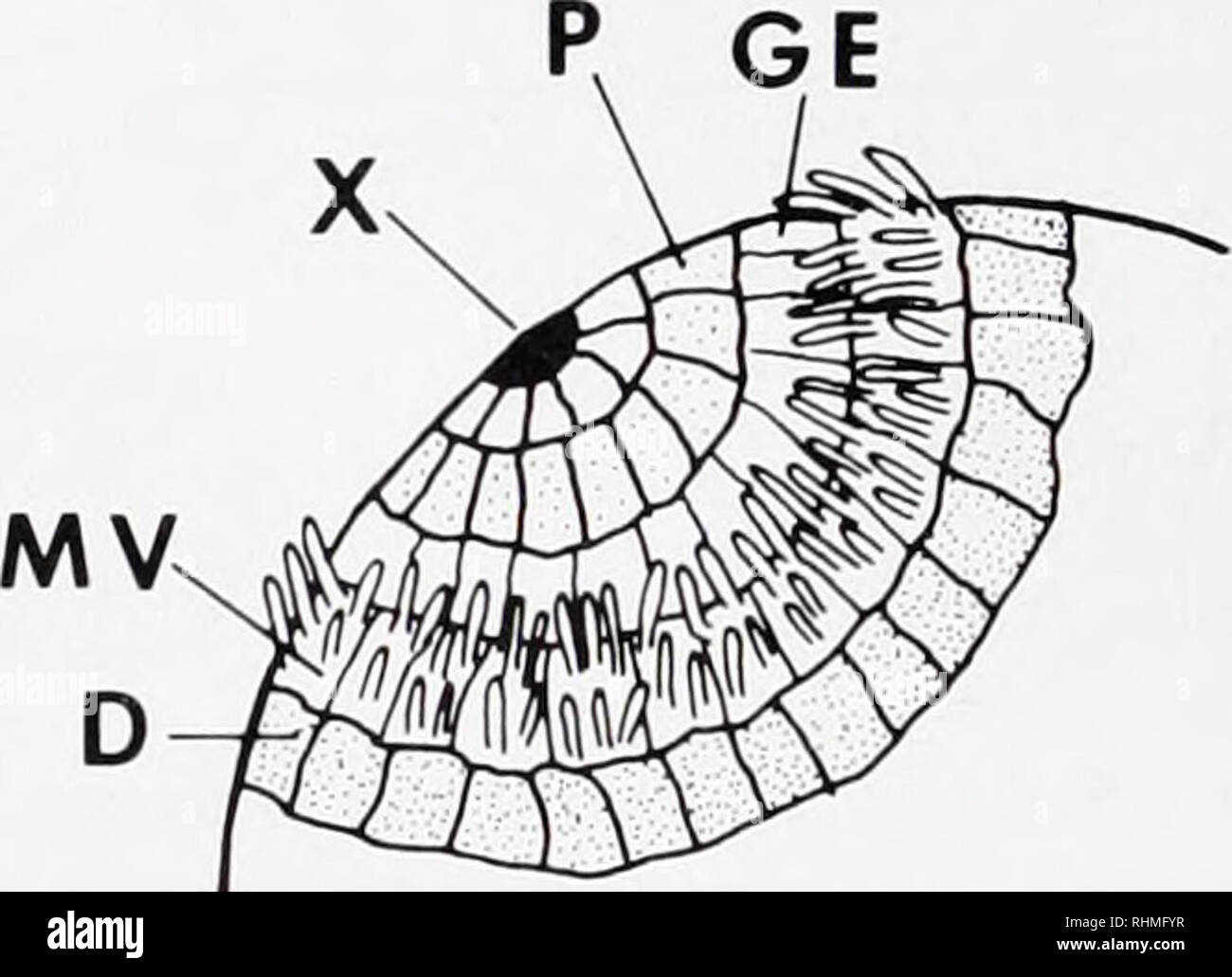 Shell Cell Micrograph . The Biological bulletin. Biology; Zoology; Biology; Marine Biology ...