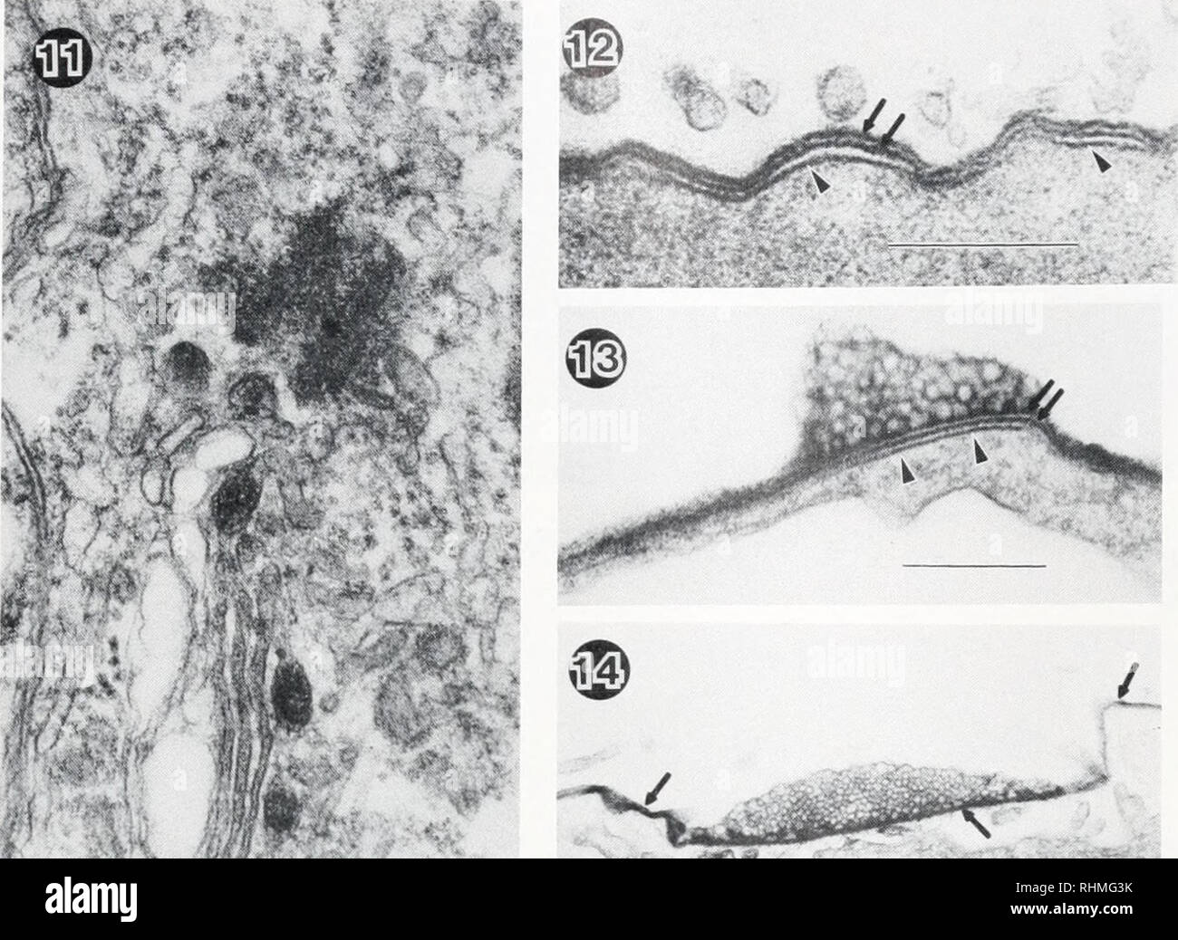 . The Biological bulletin. Biology; Zoology; Biology; Marine Biology