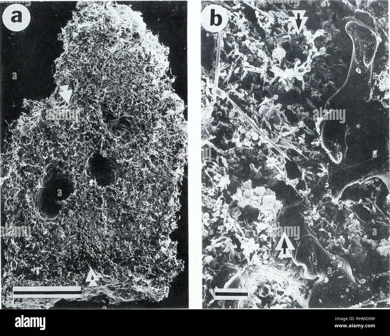 The Biological Bulletin Biology Zoology Biology Marine Biology Sponge Histocompatibility Responses 2 Figure 2 Chalinula Sp Adult Isograft Viewed Through Scanning Electron Microscope A Two Complete Grafted Fragments With Arrows Indicating
