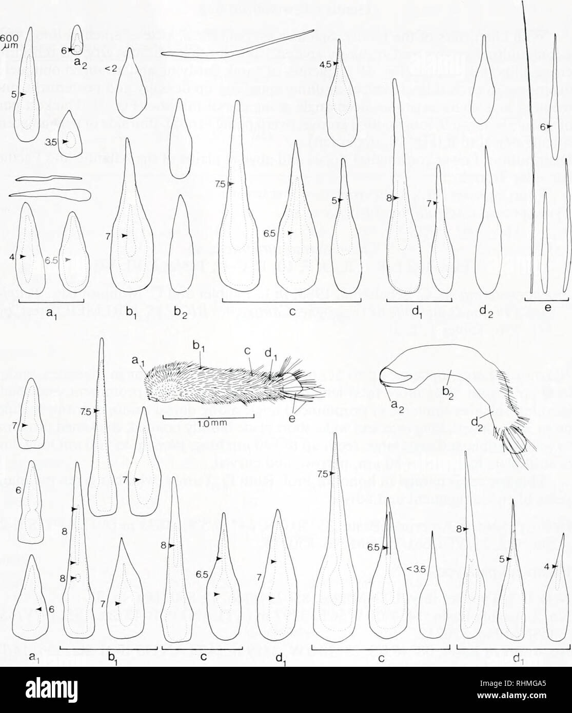 . The Biological bulletin. Biology; Zoology; Biology; Marine Biology