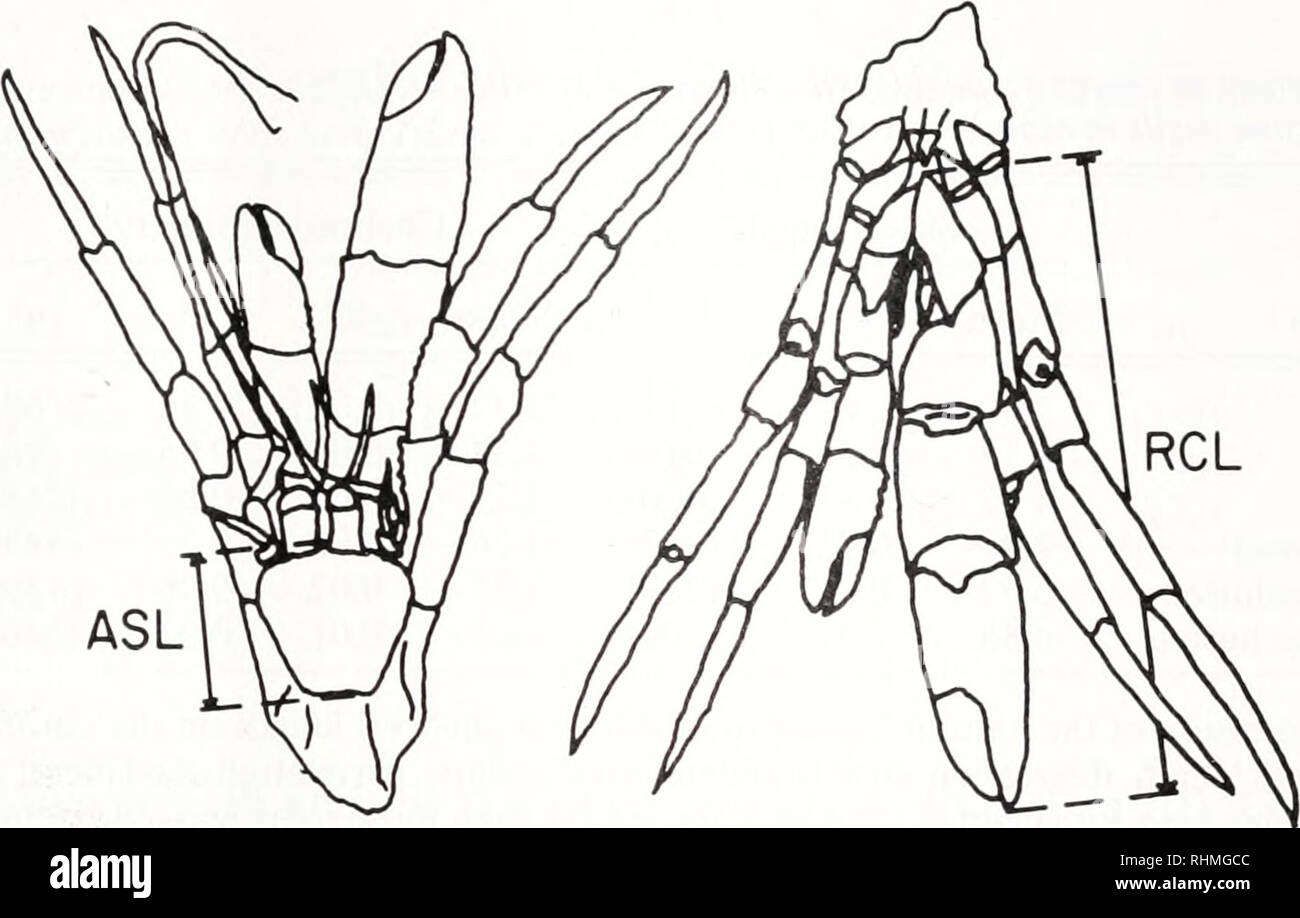 . The Biological bulletin. Biology; Zoology; Biology; Marine Biology