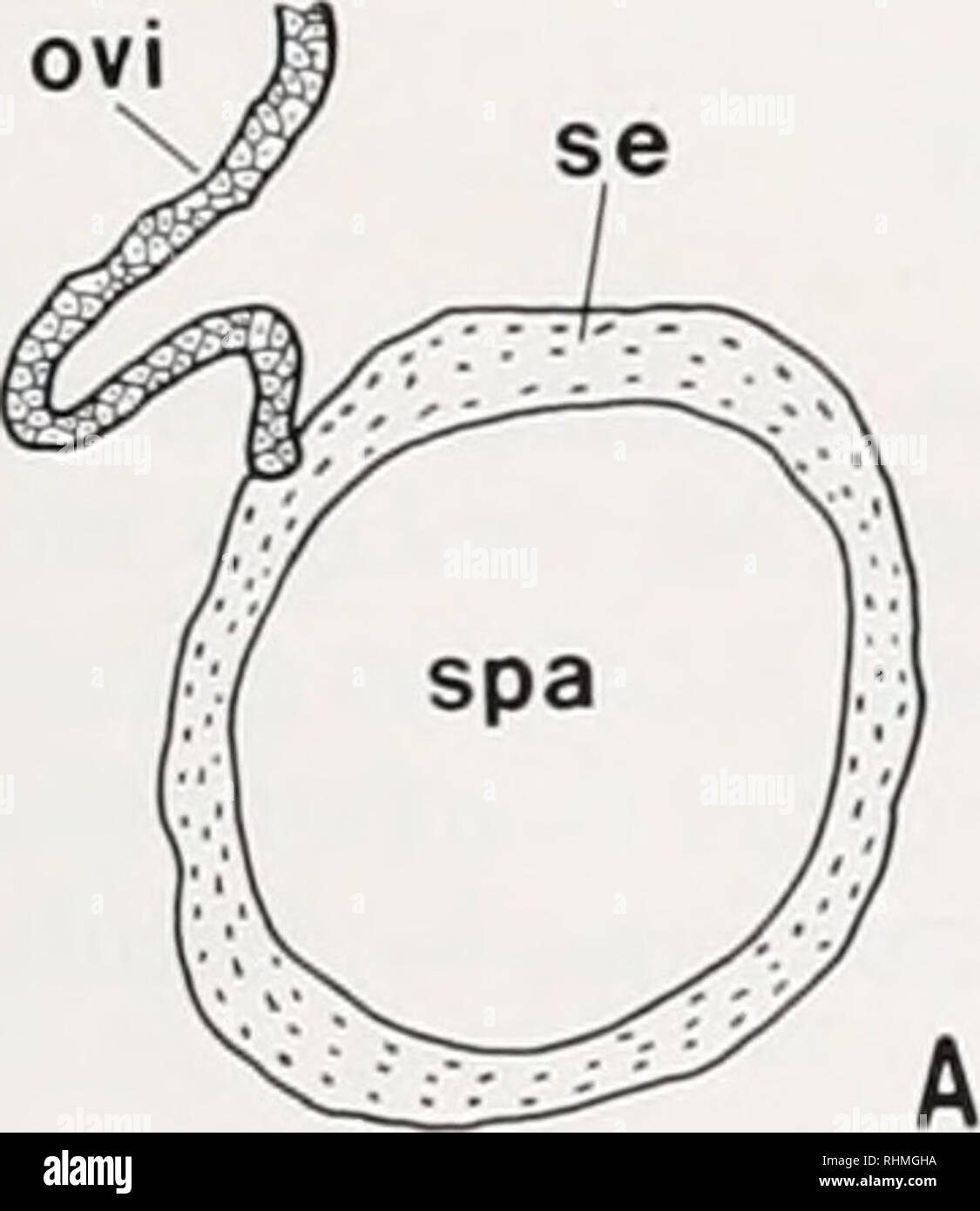 . The Biological bulletin. Biology; Zoology; Biology; Marine Biology. spa A B Figure 6