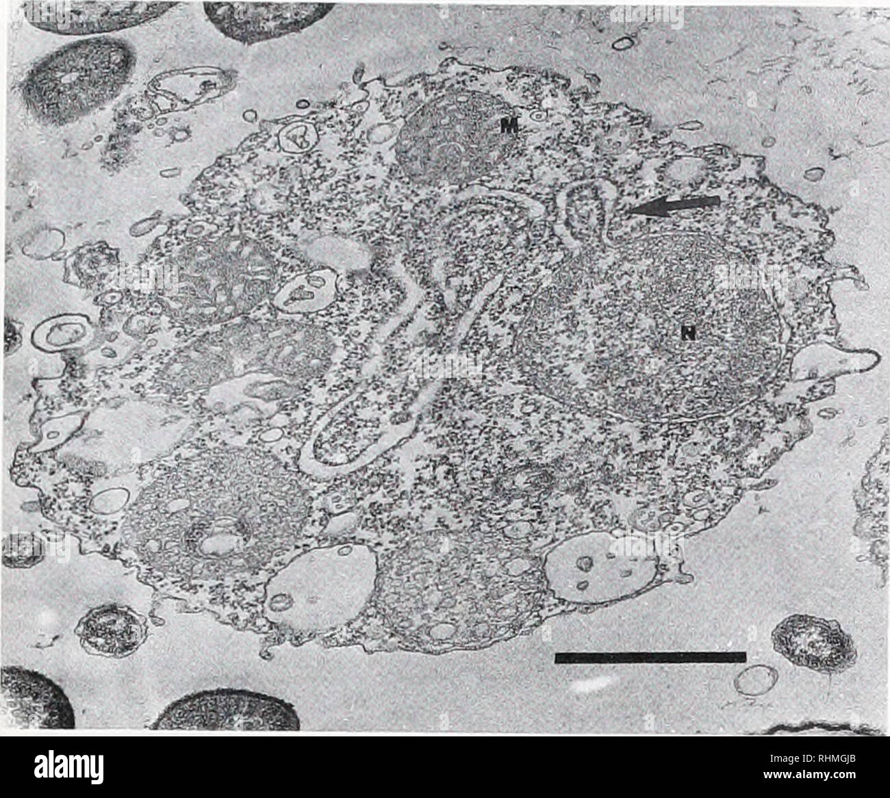 . The Biological bulletin. Biology; Zoology; Biology; Marine Biology. LIFE HISTORY OF P. JUGOSUS 123 -.^a^r. Figure 11. Amoeba with small bleb (arrow) off nucleus (N). Mito- chondria (M) are also seen; chromatin bodies are lacking. TEM. Bar scale = 1.0 ^m. Nuclear fluorescent staining. In both DAPI and mith- ramycin-stained preparations, the nuclei of amoebae were clearly visible with epifluorescence microscopy (Fig. 5; 6A, B; 7E-H). Two stages of nuclear division were revealed: telophase (Fig. 5C, D; 6A, B) and meta- phase (Fig. 5A, B). Cytoplasmic DNA was also seen in these preparations alth Stock Photo