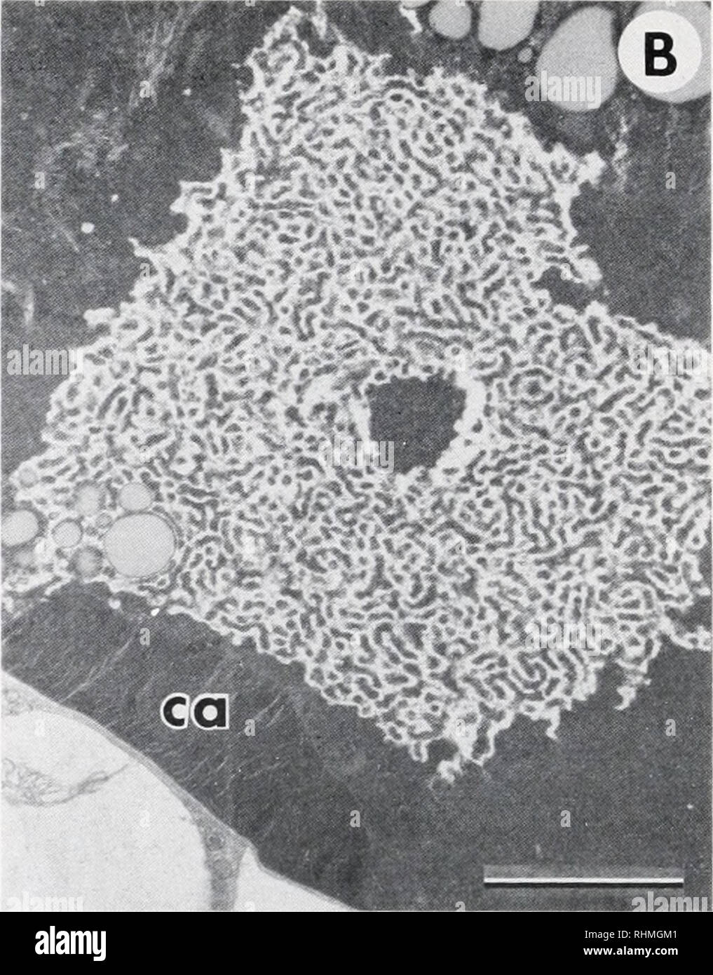 . The Biological bulletin. Biology; Zoology; Biology; Marine Biology. FIGURE 2. Two types of vacuole-enclosed granules present in trophochrome cells from Riftia pa- c/iyptila. A. Nondescript granules of uniform density, similar in appearance to mucigen granules. Scale bar = 1 micron. B. Electron-dense granule containing crystalline arrays (ca) of material that is proteinaceous in appearance. Scale bar = 2 microns. outward from the center of the bacterium labeled &quot;b&quot;) the bacterial cell envelope, the peribacterial membrane, and immediately adjacent, a nuclear envelope. At the very cen Stock Photo