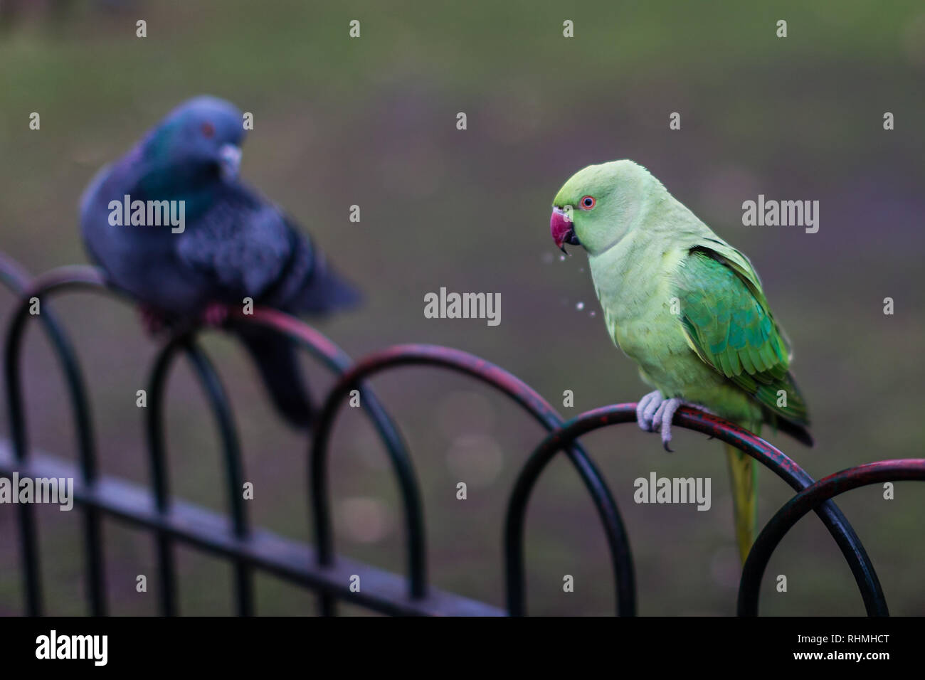 Two birds have a chinwag on railings in a London park. Stock Photo