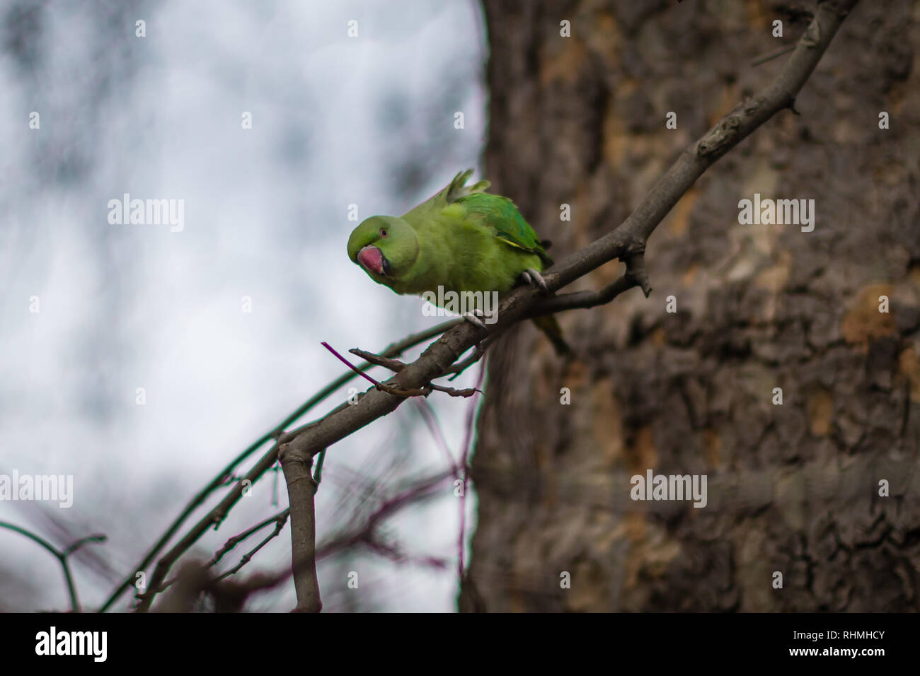 A parakeet perches on a branch in London. Stock Photo