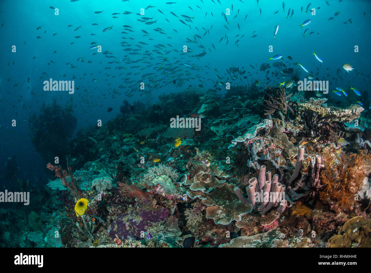 Underwater reefscape Stock Photo