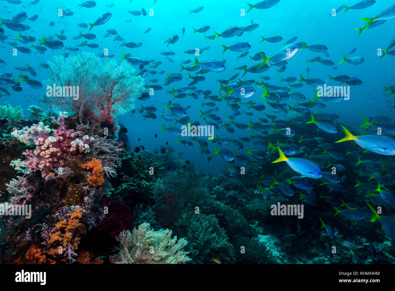 Underwater reefscape Stock Photo