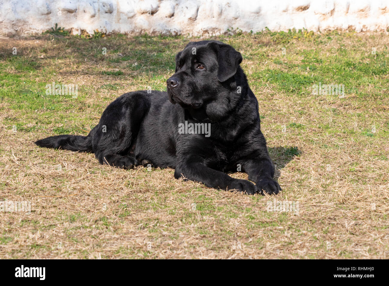 lebra black puppy
