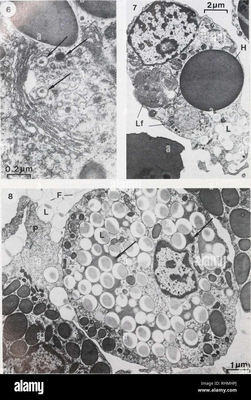 The Biological bulletin. Biology; Zoology; Biology; Marine Biology. 108  LINDA K. DYBAS. FIGURE 6. High magnification electron micrograph of a  granulocyte 60 min after in vitro incubation with latex beads. New