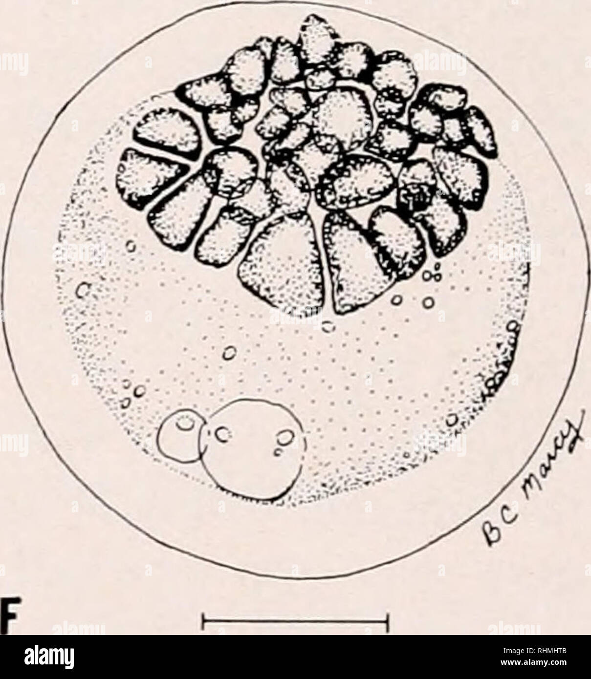 . The Biological bulletin. Biology; Zoology; Biology; Marine Biology. FIGURE 1. Early development of the eggs of the grubby, Myoxoccphalus acnaeus, arti- ficially propagated in the laboratory: A) unfertilized water-hardened egg, 1.58 mm; B) fertilized egg, 1.59 mm, two-cell stage (12 hr, 20 min) ; C) 4-cell stage, 1.60 mm (15 hr, ) min); D) 8-cell stage, 1.61 mm (16 hr, 55 min); E) 16-cell stage, 1.54 mm (21 hr, 10 min) ; F) 32-cell stage, 1.60 mm (27 hr, 40 min), scale = 0.5 mm. Measurements refer to mean egg capsule diameters.. Please note that these images are extracted from scanned page im Stock Photo
