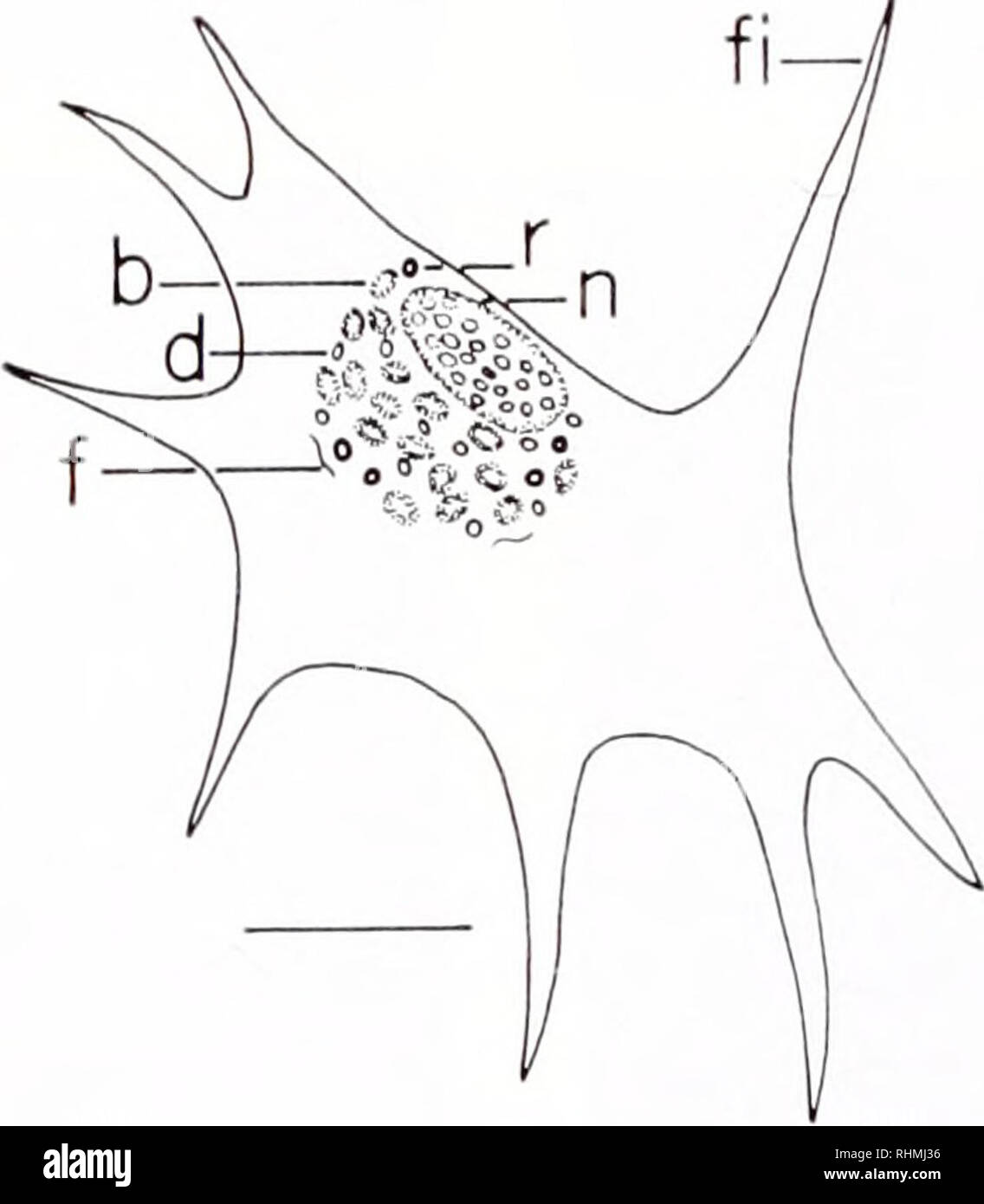 . The Biological bulletin. Biology; Zoology; Biology; Marine Biology. FIGURE 1. Diagram of a &quot;typical&quot; agranulocyte of Mcrccnaria mcrccnaria. Note the tliin rim of cytoplasm surrounding the nucleus and few cytoplasmic granules: c, cytoplasm; n, nucleus; g, granule; 10 nm bar. FIGURE 2. Diagram of a &quot;typical&quot; small granulocyte demonstrating four granule types confined to the endoplasm; h, blunt granule; d, dot-like granule; f, filamentous granule; n, nucleus; p, pseudopod; r, refractile granule; 9 /mi bar. The detection of both lipicls and phospholipids employed hemocytes fi Stock Photo