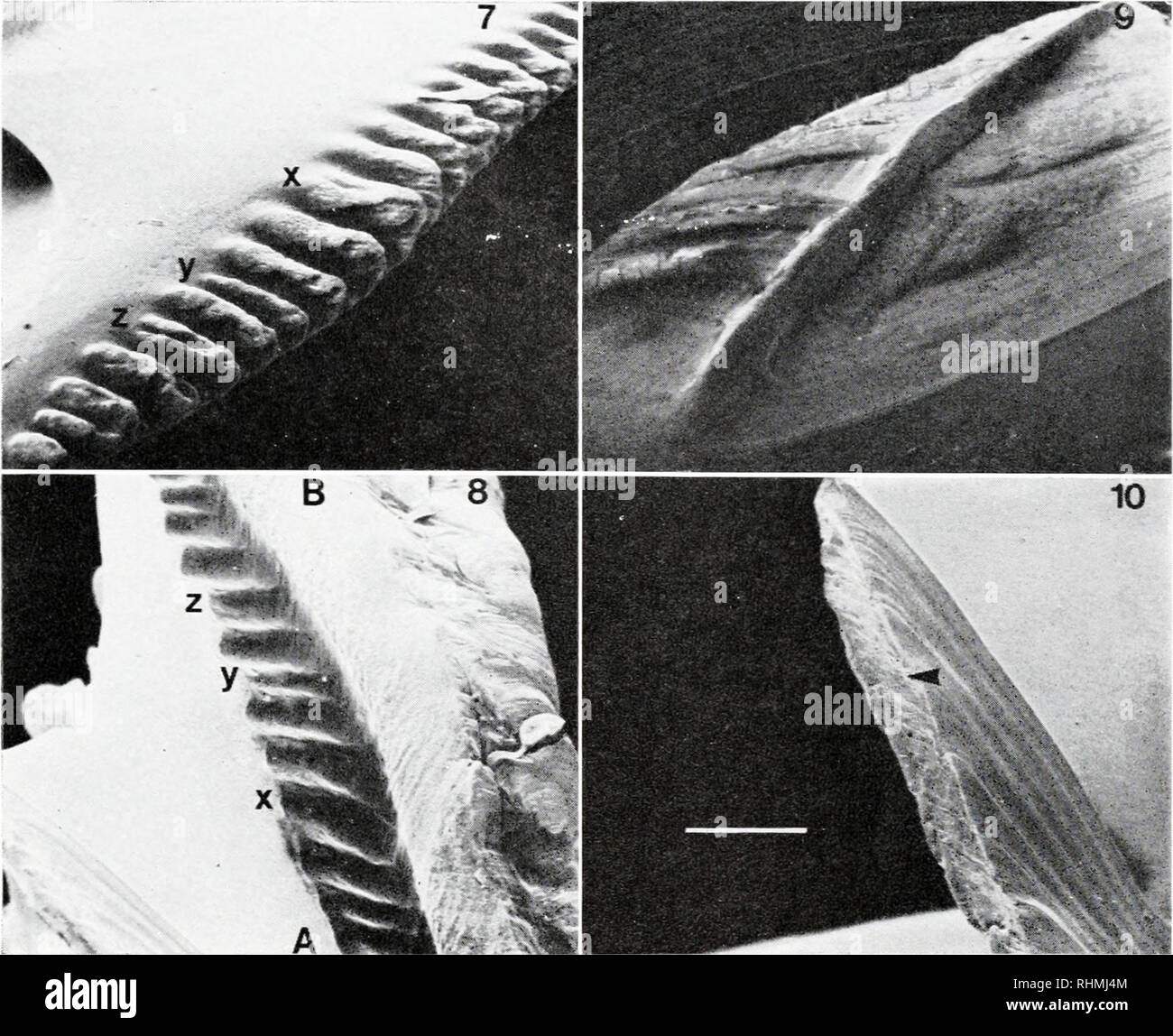 The Biological Bulletin Biology Zoology Biology Marine Biology Strength Of Barnacle Shells 17 Figures 7 14 Low Power Scanning Electron Micrographs Of The Wall Plates Of B Balanus And S Balanoides At