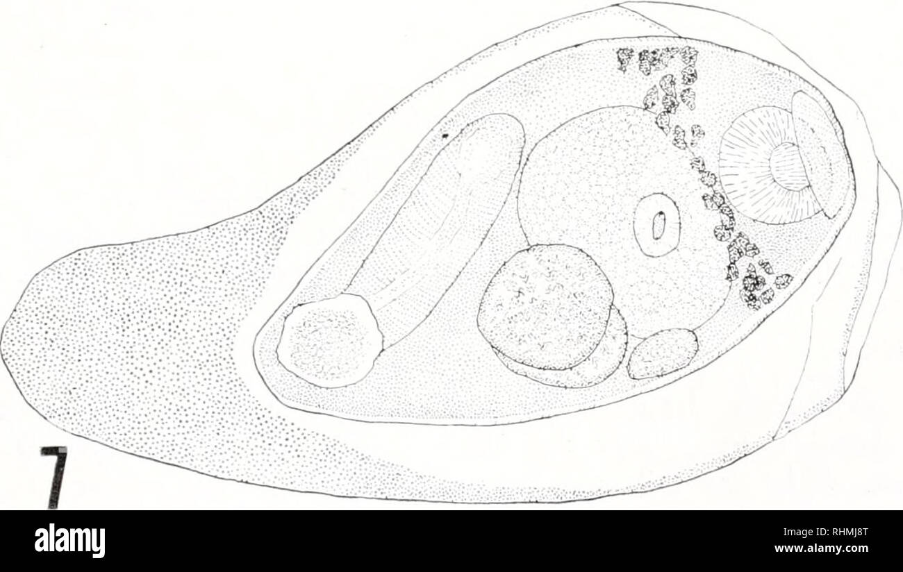 . The Biological bulletin. Biology; Zoology; Biology; Marine Biology. FIGURE 4. Rhipidocotyle sp., Cercaria from L. hyalina, body and tail-stem (0.2 mm long) ; outline from fixed and stained specimen, details from living cercariae. FIGURE 5. Rhipidocotyle sp., metacercaria at indifferent stage: shows regression of pene- trantorium and formation of anterior sucker. FIGURE 6. R. lintoni, metacercaria (alive, 0.5 mm), with early development of the vitel- laria. FIGURE 7. R. transvcrsale, dorsal view, in cyst (1 mm long), vitellaria well formed.. Please note that these images are extracted from sc Stock Photo