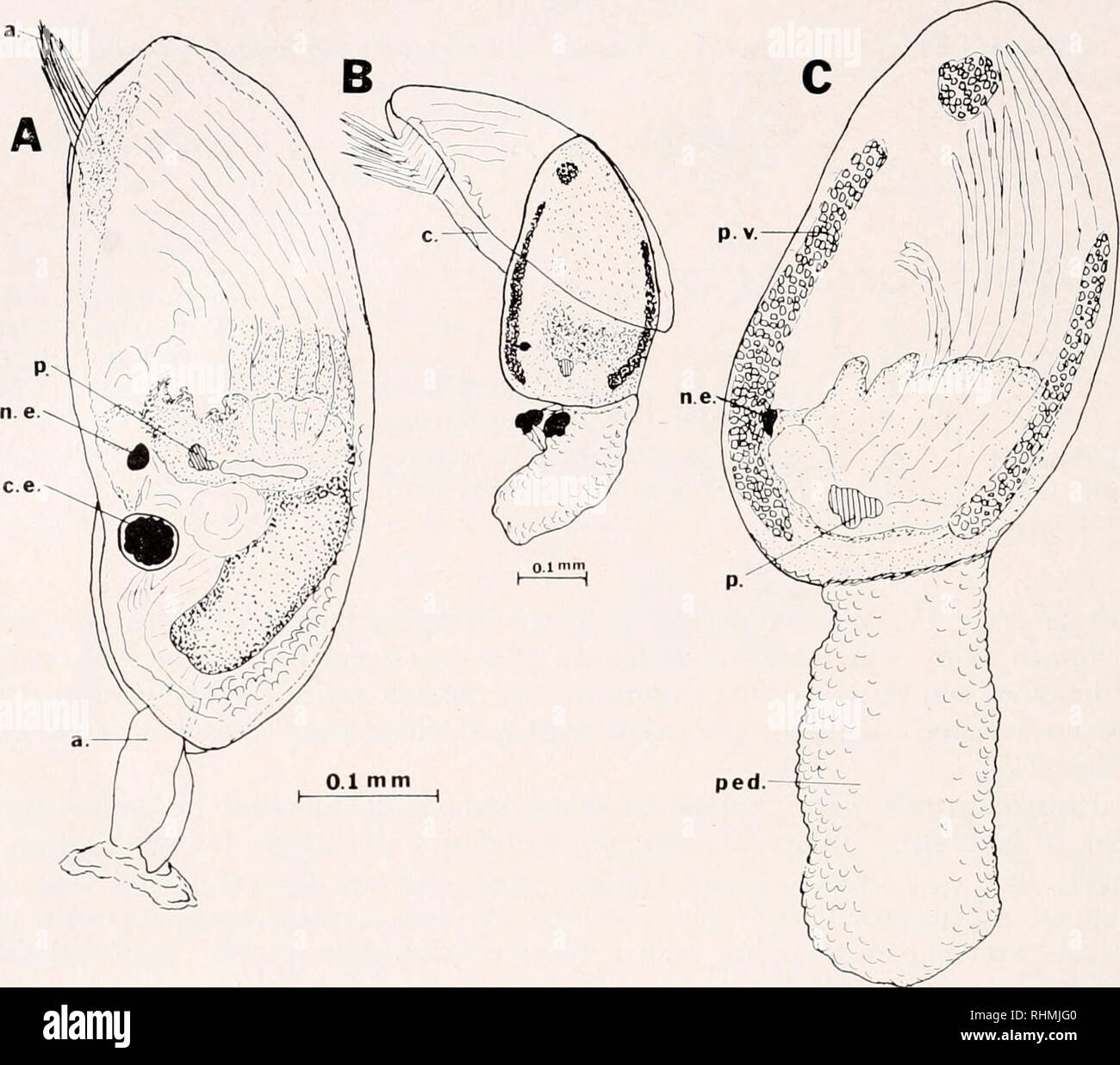 . The Biological bulletin. Biology; Zoology; Biology; Marine Biology. 264 WILLIAM H. LANG n. a.. FIGURE 8. A. Cyprid of Octnlasiitis ini'illcri recovered from blue crab gill 16 hours after exposure. Prominent features include the cemented antennules (a.), compound eye (c.e.), natatory appendages (n.a.), nauplius eye (n.e.) and orange pigment spot (p.)- B. By 36 hours after recovery the cyprid carapace (c.) is nearly shed. C. The newly emerged juvenile barnacle still retains the nauplius eye (n.e.) and pigment spot (p.). Primordial valves (p.v.) and expanded peduncle (ped.) are evident. opaque. Stock Photo