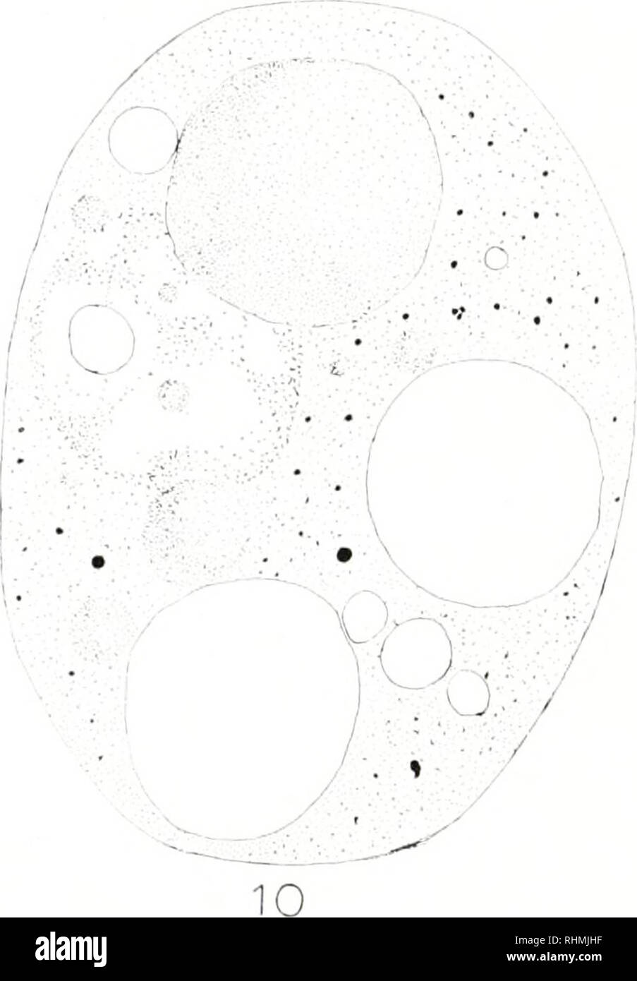 . The Biological bulletin. Biology; Zoology; Biology; Marine Biology. 8