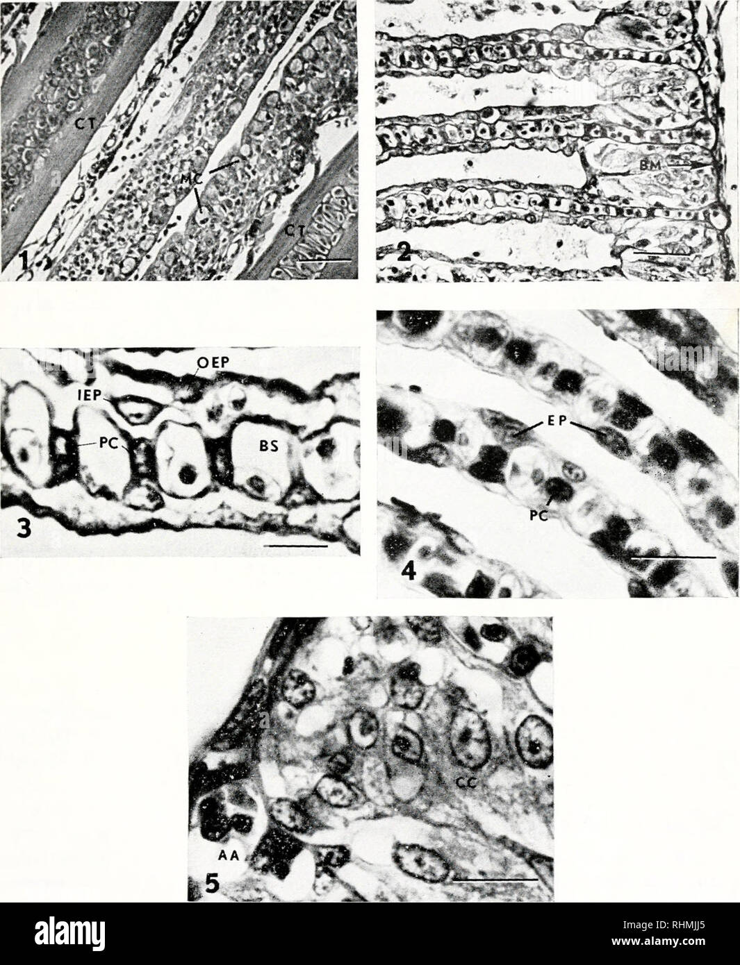 . The Biological bulletin. Biology; Zoology; Biology; Marine Biology ...