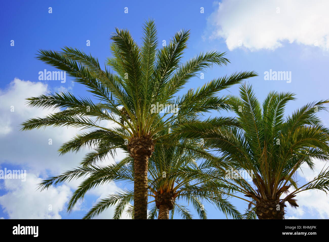 Palm trees with sunny blue sky and clouds. Beautiful travel and summer background. Stock Photo
