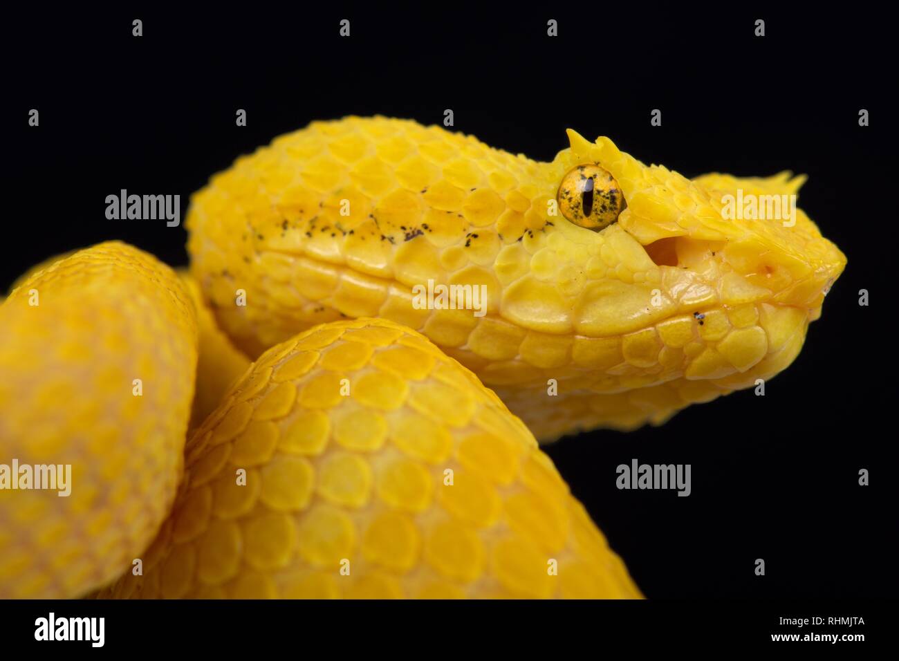 Eyelash pit viper (Bothriechis schlegelii) Stock Photo