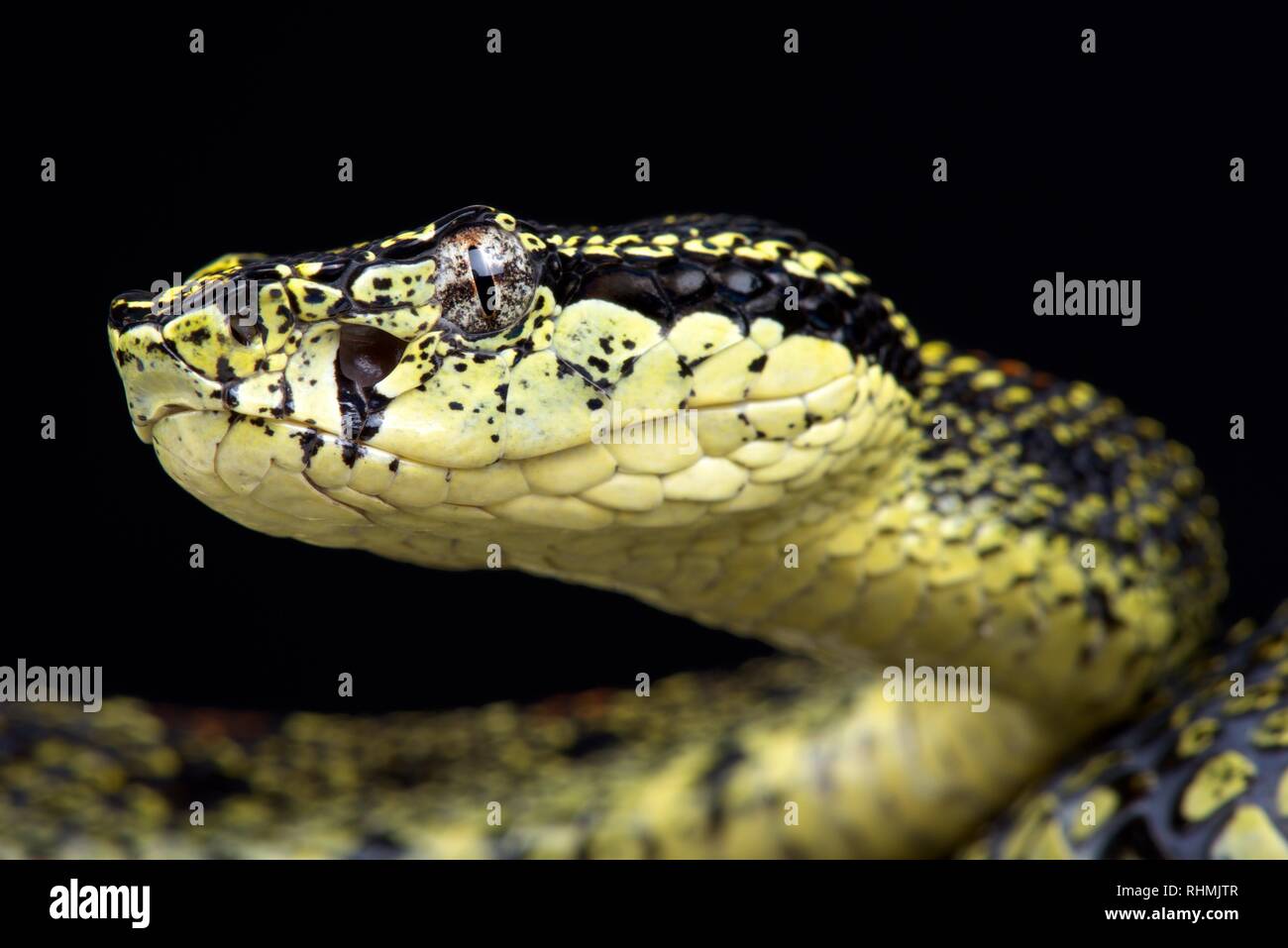 Jerdon's pit viper (Protobothrops jerdoni xanthomelas) Stock Photo