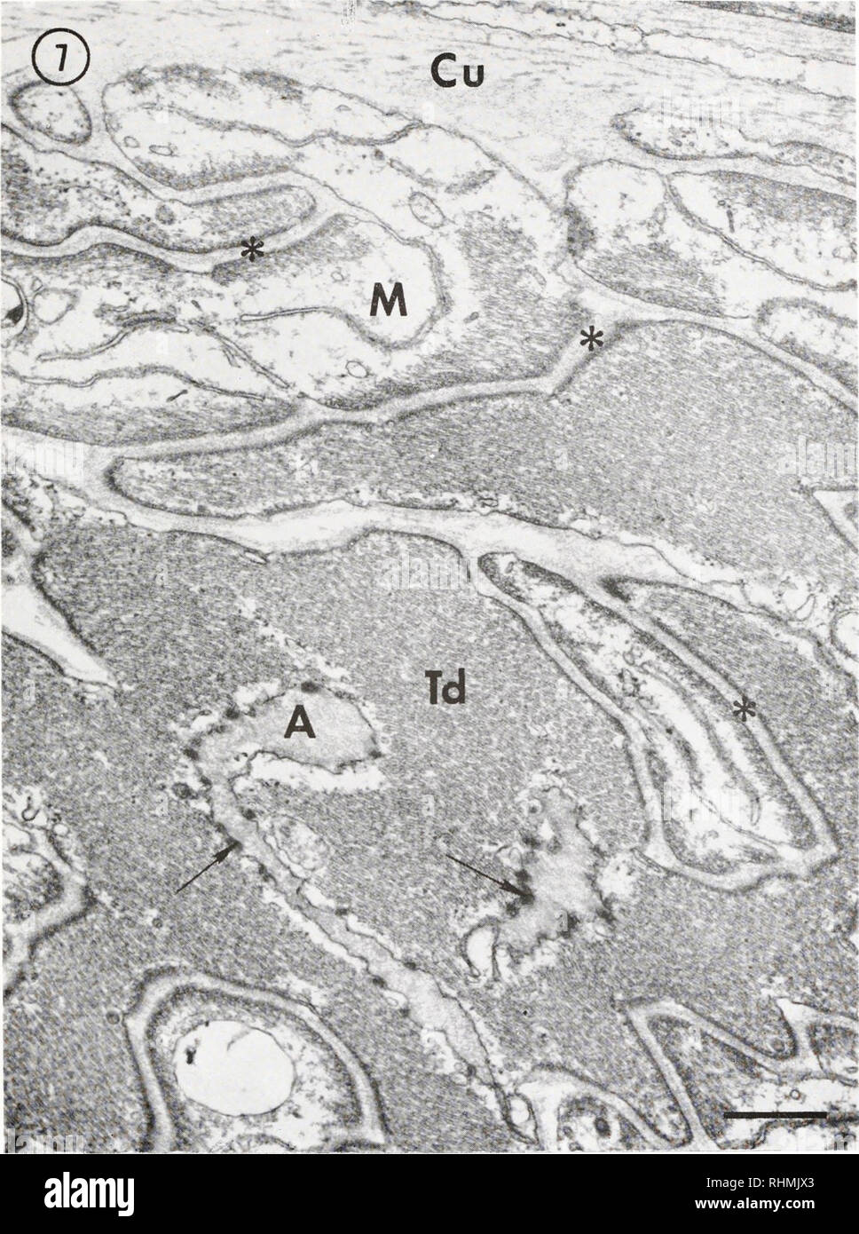 . The Biological bulletin. Biology; Zoology; Biology; Marine Biology. FIGURE 7. Both muscle-tendinal cell and tendinal cell-apodeme attachment sites are shown. The desmosomal-like muscle-tendinal junction (asterisks) shows a very extensive degree of interdigitation between muscle (M) and tendinal-cell (Td). The tendinal cell-apodeme (A) junction is hemidesmosomal (arrows) in nature. Here, dense material lines only the inner surface of the tendinal cell membrane. The attachment is formed along invaginations of the tendinal cell by &quot;tongue-like&quot; extensions of apodeme; Cu, cuticle. Cali Stock Photo