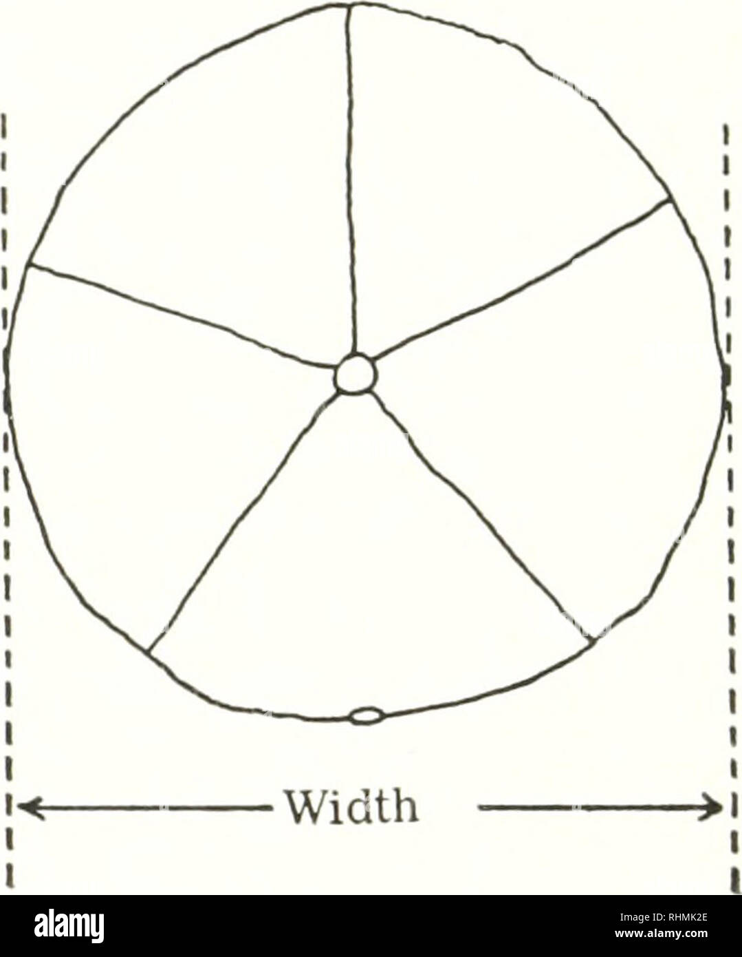 . The Biological bulletin. Biology; Zoology; Biology; Marine Biology. FIGURE 1. Diagrammatic oral surface of the sand dollar, Echinarachnius panna, showing length and width of the test. which was fastened to the opening between the bow and the rake proper. This basket was attached by means of wire. Method of measuring A vernier caliper calibrated on the main scale in millimeters and on the vernier to tenths was used for all the measurements. The spines were removed from those portions of the test where contact with the calipers was to be made. Length The distance from the edge where the anus i Stock Photo