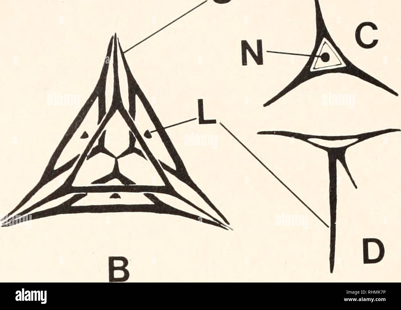 The Biological Bulletin Biology Zoology Biology Marine - 