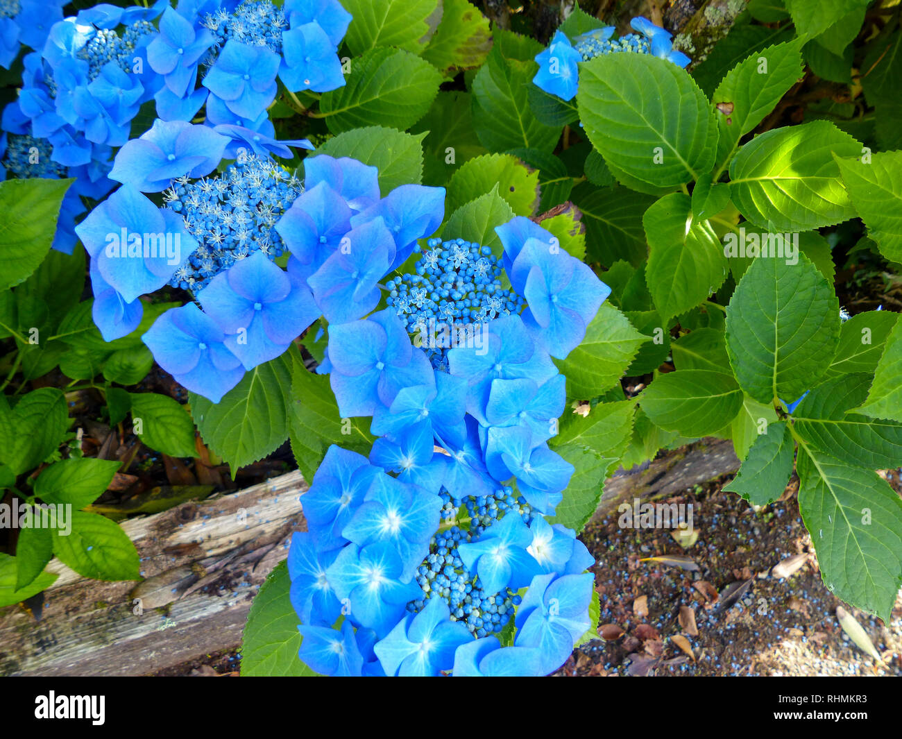 Close-Up Of Blue Flowers Blooming Outdoors. Photo Taken In New Zealand, North Island Stock Photo