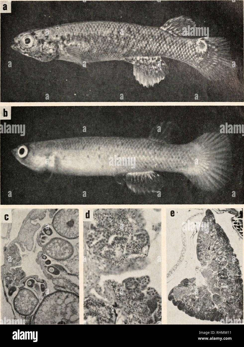 . The Biological bulletin. Biology; Zoology; Biology; Marine Biology. LOW-TEMPERATURE-PRODUCED MALE FISH 181. FIGURE 2. Young adult Rivulus marmoratus. a, hermaphrodite; b, primary male gonocho- rist; c, cross section of right lobe of ovotestis ; d, its testicular component at higher magnifica- tion ; e, cross section of right lobe of the testis of a primary male gonochorist, same magnification as in c.. Please note that these images are extracted from scanned page images that may have been digitally enhanced for readability - coloration and appearance of these illustrations may not perfectly  Stock Photo