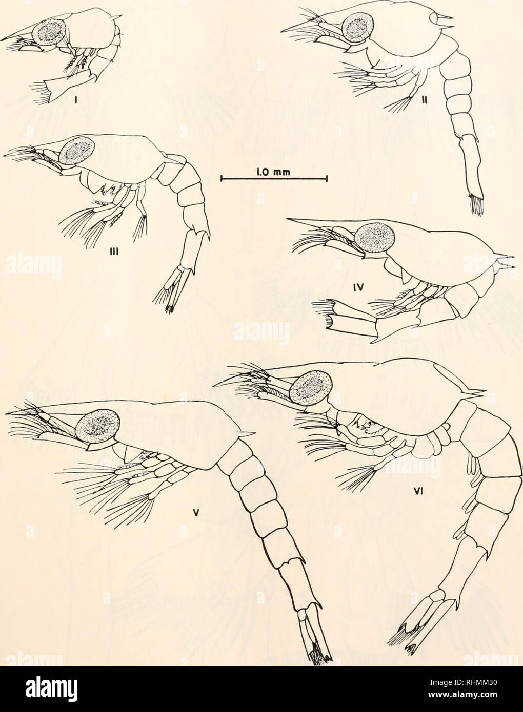 . The Biological bulletin. Biology; Zoology; Biology; Marine Biology. LARVAL DEVELOPMENT OF CALCINUS 183. FIGURE 2. Calciniis tibicen. Zoeal stages I-VI, lateral view. The maxilla (Fig. 7, I) bears six or seven setae on the proximal lobe of the coxal endite, four on the distal lobe. There are four setae on both proximal and distal lobes on the basal endite. The bilobed unsegmented endopodite bears four setae, the scaphognathite five plumose setae. The first maxilliped (Fig. 8, I) has a prominent curved seta upon a papilla. Please note that these images are extracted from scanned page images th Stock Photo