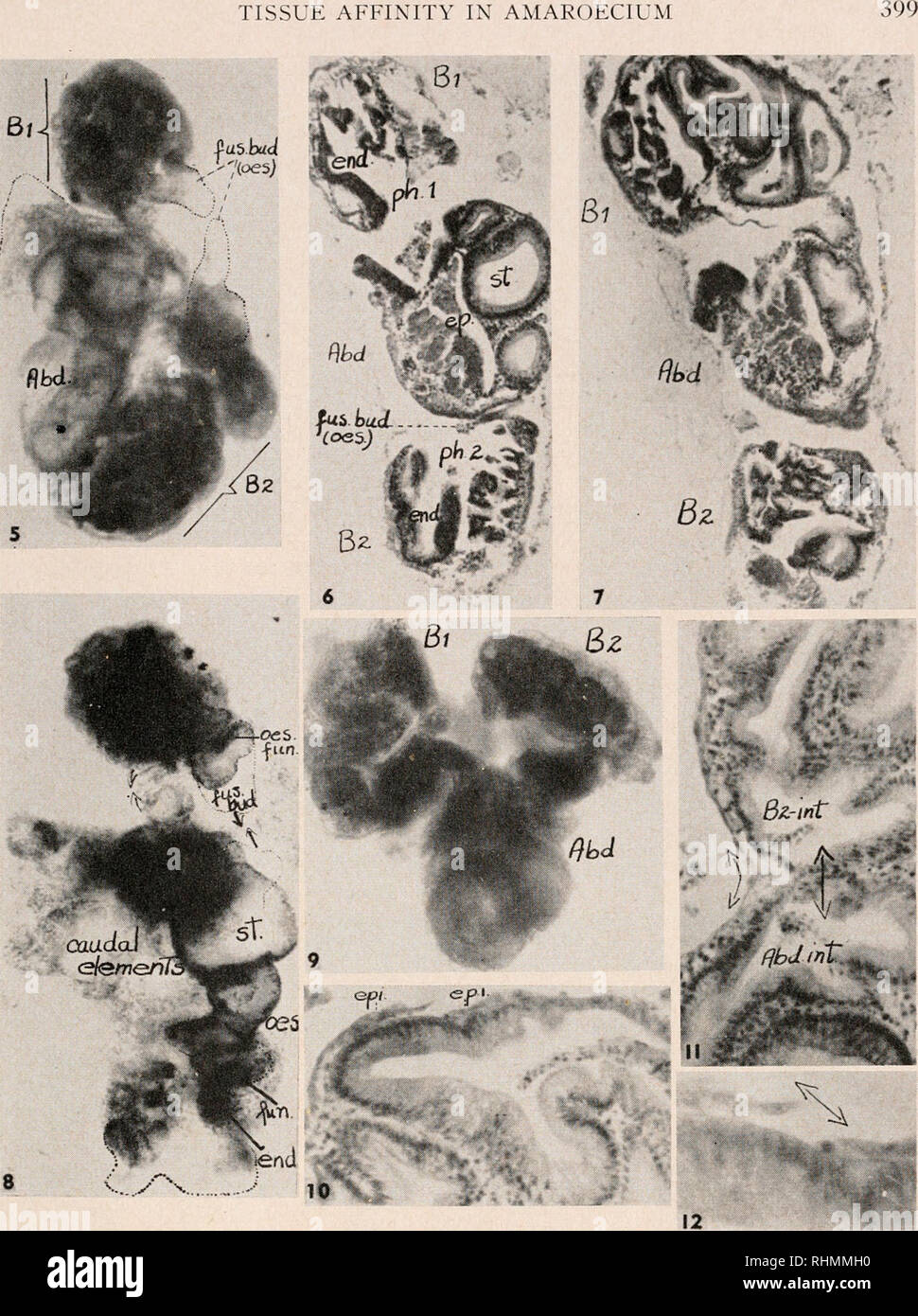 . The Biological bulletin. Biology; Zoology; Biology; Marine Biology. TISSUE AFFINITY IN AMAROECIUM Bi. FIGURE 5. Whole mount of composite after six hours. FIGURES 6 and 7. Longitudinal sections, three-hour combinations. FIGURE 8. Whole mount after nine hours. FIGURE 9. W'hole mount of three-hour combination. FIGURES 10, 11 and 12. Sections of three-hour combinations showing spreading of epi- dermis and union of abdominal and branchial intestinal fragments. (About 90 X.) abd. int., abdominal intestine; B2-int., branchial intestine; end., endostyle; ep., epicardium; epi., epidermis; oes. fun.,  Stock Photo