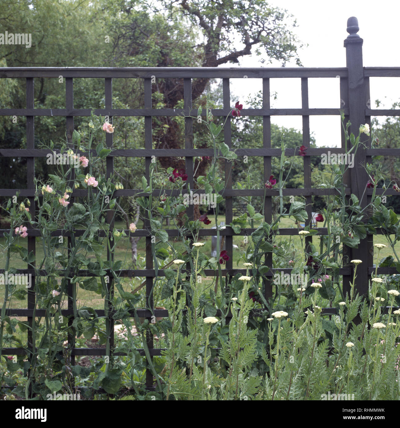 Trellis Fence High Resolution Stock Photography And Images Alamy