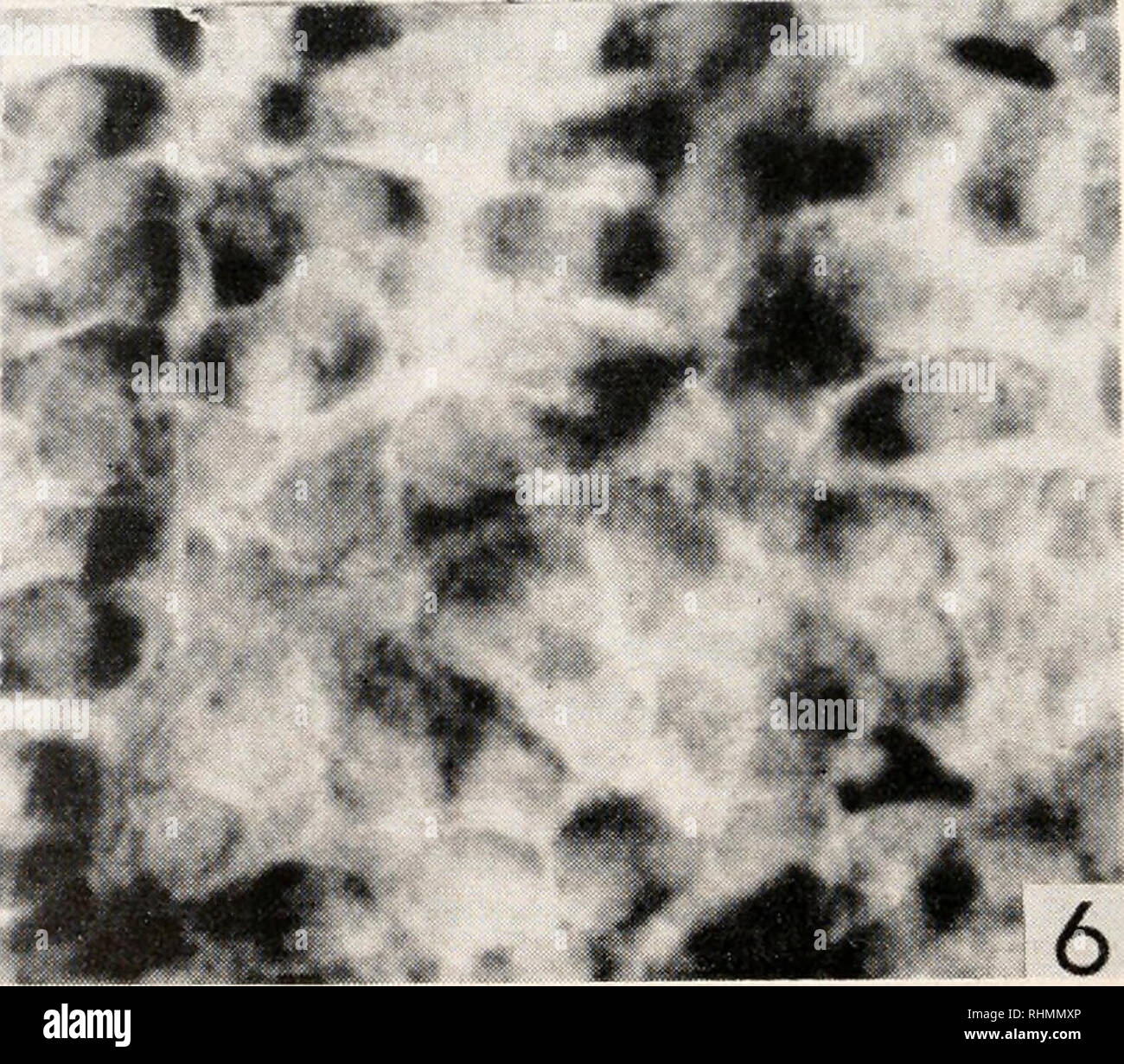 Astyanax fish hires stock photography and images Alamy