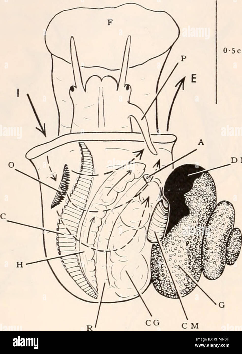 . The Biological bulletin. Biology; Zoology; Biology; Marine Biology. 164 C. M. YONGE in Capulus itngaricus (Yonge, 1938), the mouth lies at the end of a short grooved suboral proboscis. Powerful ciliary tracts coming from the floor of the mantle cavity extend round the right side of the head and carry particles to the proboscis (Figs. 2 and 3). This curls under and may move to one side or the other but certainly not invariably to the right as Graham states occurs in T. borealis. Without further evidence from the ctenidium, it was immediately possible to confirm Graham's statement that species Stock Photo