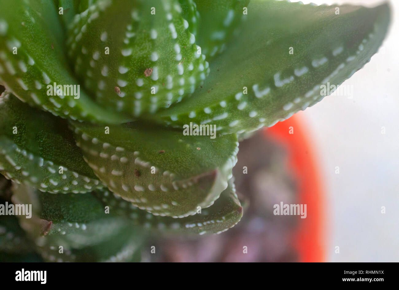 Haworthia reinwardtii (Zebra Wart), showing its rosette of succulent and stiff leaves with thorns. Stock Photo